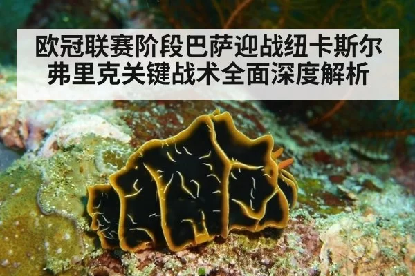 欧冠联赛阶段巴萨迎战纽卡斯尔弗里克关键战术全面深度解析